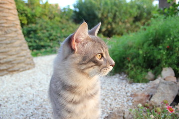 Kopf einer grauen Katze in einem Garten