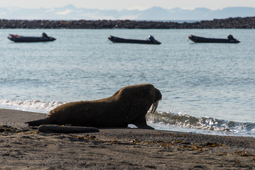 Naklejka premium Walrus in Svalbard, Spitsbergen
