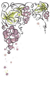 Bunches of grapes/Vintage vector decoration for wine labels