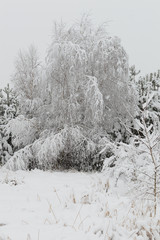 Snowy forest in Ukraine