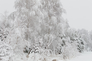 Snowy forest in Ukraine
