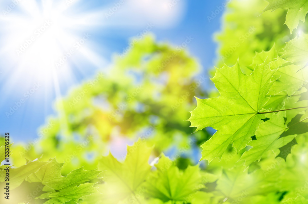 Poster spring background with fresh maple leaves in sunlight