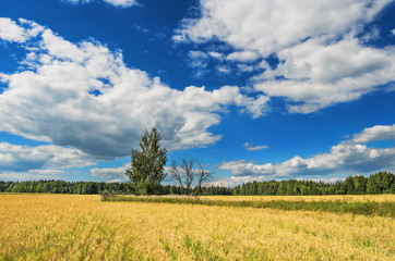 Fototapeta premium Two trees in a wheat field