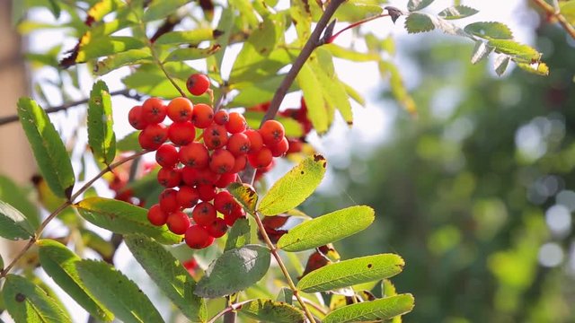 viburnum red swings on a tree branch, sunshine, summer day, close-up
