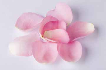 Fototapeta na wymiar Macro shot of beautiful pink rose petals on the white background
