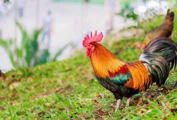 colorful rooster on green nature background