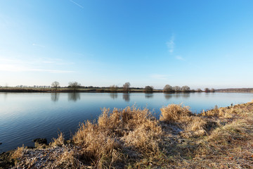 Iced Plants at River Maas Waterside / Netherlands