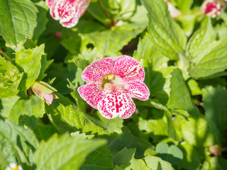 Pink and white orchid bloom until soft focus and the background