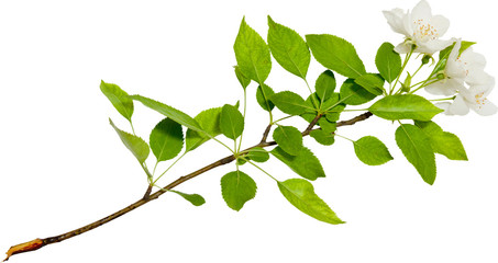 Spring apple-tree blossoms isolated on white background. Spring mood