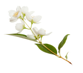 Spring jasmine blossoms isolated on white background. Spring mood