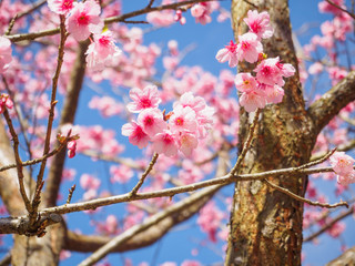 Closeup Cherry