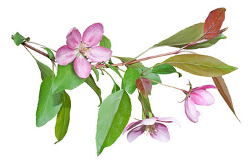 Spring apple-tree blossoms isolated on white background. Spring mood