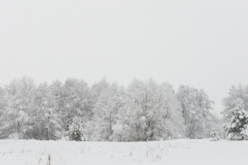 Snowy forest in Ukraine