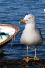 Seagull on Bosphorus