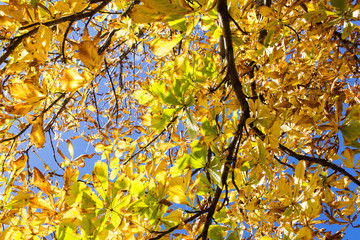 Beautiful Colorful Autumn Leaves in tree