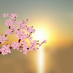 Japanese sakura. A branch of pink cherry blossom. Against the backdrop of a beautiful sunset. illustration