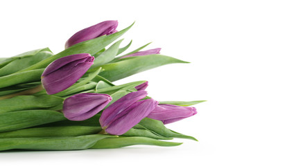 fresh purple tulips isolated on white background with copy space