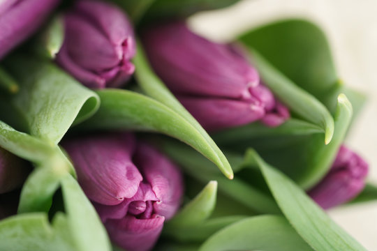 purple tulips in white paper macro photo, shallow focus
