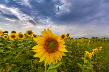 Fototapeta premium Sunflower field in rural area in Europe, profiled on storm clouds
