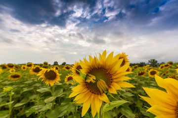 Sunflower field in rural area in Europe, profiled on storm clouds