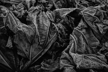 Hoar Frost on large leaves in black and white