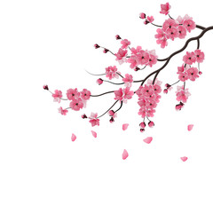 Japanese sakura. The branch of dark pink sakura blossom. Isolated on white background. illustration - obrazy, fototapety, plakaty