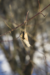 Vertrocknetes Blatt im Winter