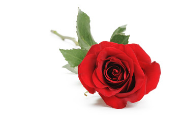 Naklejka premium fresh red rose isolated over white background, closeup photo