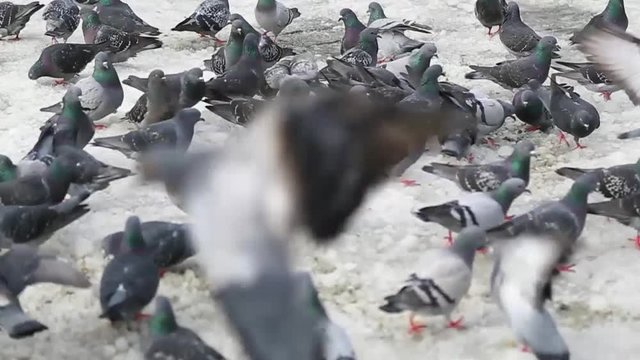 Feeding pigeons in winter
