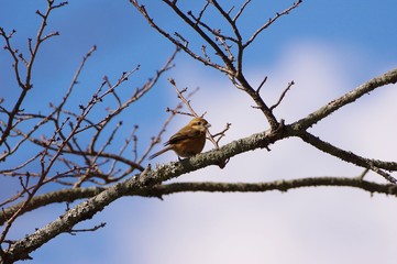 Bull-headed shrike　樹上のモズと青空
