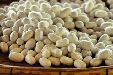 Silkworm fibers in the fabric industry.