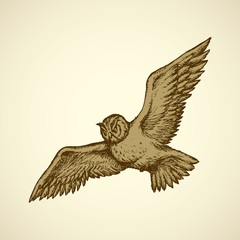 Flying owl. Vector drawing
