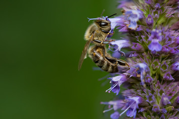 Die Biene © Gabriele