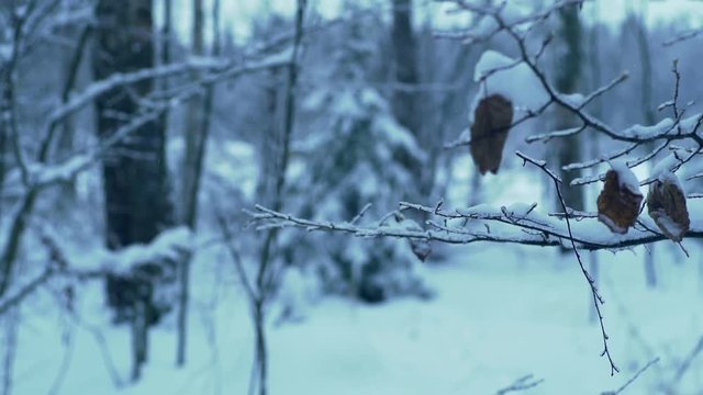 branch of the tree in the forest covered with ice and snow