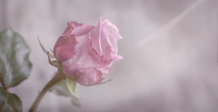 Einzelne Rose, pink, Panorama