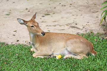antelope deer sitting on the grass with green forest in the background