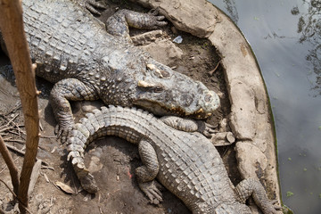 Crocodiles Resting at Samut Prakan Crocodile Farm and Zoo, Thail