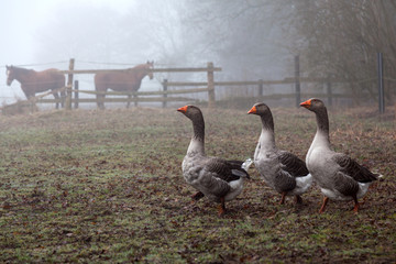 Die drei Gänse © Gabriele