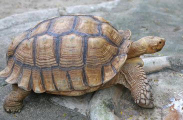 African Spurred Tortoise in the garden