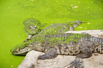 Crocodiles Resting at Samut Prakan Crocodile Farm and Zoo, Thail