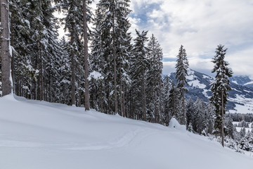 Erste Skispur im Tiefschnee am Berg mit Blick in den Wald