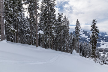 Obraz na płótnie Canvas Erste Skispur im Tiefschnee am Berg mit Blick in den Wald