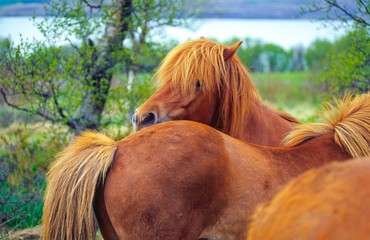 Islandpferde auf einer Weide in Island/ Iceland, Europa 