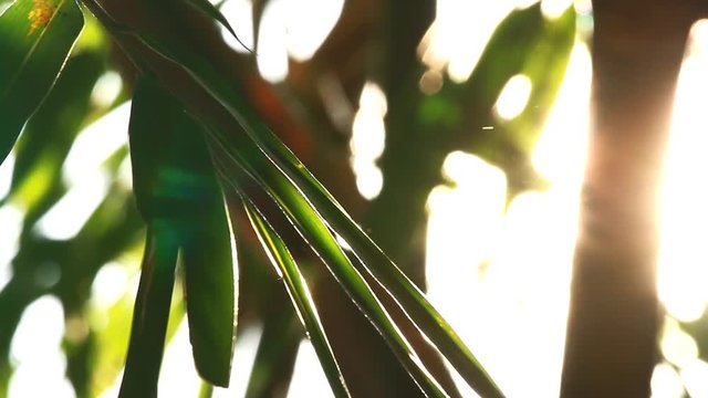 bamboo with sunlight