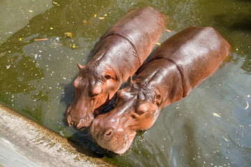 Hippopotamus swimming in water at Samut Prakan Crocodile Farm an