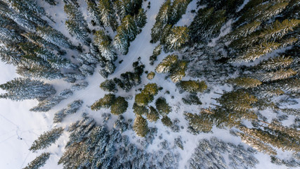 Aerial view of winter forest.