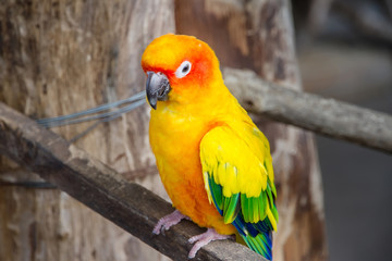 Obraz premium Colorful parrot birds at Samut Prakan Crocodile Farm and Zoo, Th