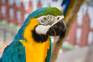 Colorful parrot birds at Samut Prakan Crocodile Farm and Zoo, Th