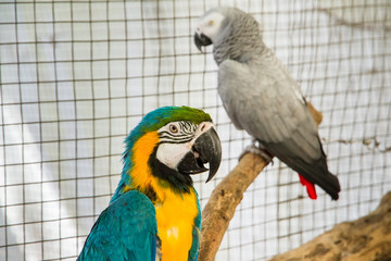 Colorful parrot birds at Samut Prakan Crocodile Farm and Zoo, Th