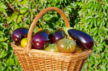 Basket of eggplants and tomatoes outdoors